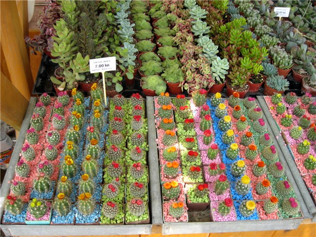 Flora art 2011